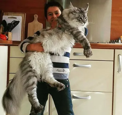 Самый длинный кот в мире по данным Книги рекордов Гиннеса: новости, книга  рекордов гиннеса, рекорды и антирекорды