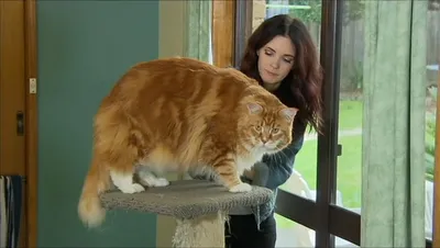 Самая большая порода кошек в мире - 73 фото