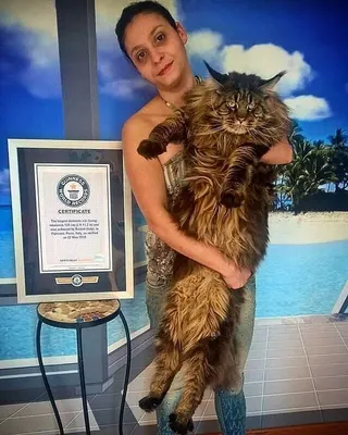 Как выглядит огромный мейн-кун Кефир из России, ставший звездой за  границей: 7 самых забавных фото с котом