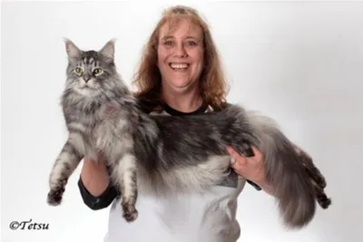 Самый большой кот в мире (53 лучших фото)