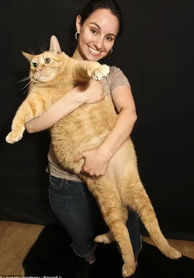 Лигр Аполлон - самый большой кот в мире