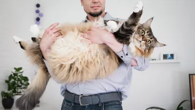 Самый длинный кот в мире попал в Книгу рекордов Гиннесса и стал звездой в  Сети - 25.01.2019, Sputnik Таджикистан