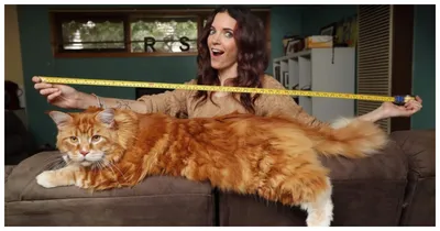 Назван самый длинный кот на планете – удивительные размеры