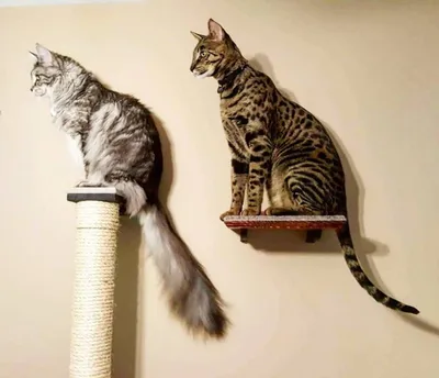 Самый большой в мире кот живет в России — познакомьтесь с мейн-куном Кефиром
