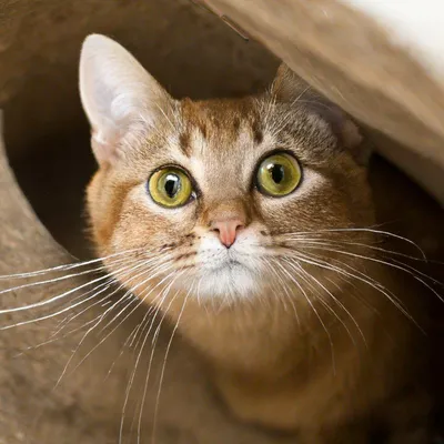 Рекордная шубка: Назван самый пушистый кот в мире (ФОТО, ВИДЕО) - Новости  bigmir)net