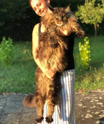 Фото: самый длинный кот в мире стал звездой в Сети — 24.01.2019 — В мире на  РЕН ТВ