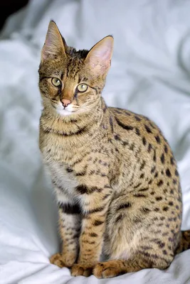 Самый дорогой кот в мире фото фотографии