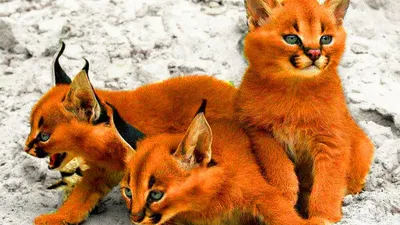 Домашний «гепард», кошка с разными глазами и Мурзик за 10 миллионов: семь  необычных котеек, которых можно найти в Челябинске - KP.RU