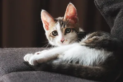 Самые дорогие кошки Владивостока: от 50 до 600 тысяч рублей - PrimaMedia.ru