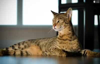 Миллион в огороде»: в новосибирском селе нашли кота самой дорогой в мире  породы - KP.RU