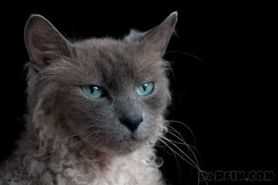 Самая дорогая кошка в мире стоит 22 тысячи долларов (фото) | podrobnosti.ua