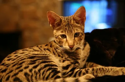Самые дорогие породы кошек в мире: сколько они стоят
