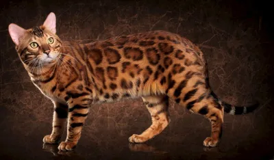 Самый дорогой кот в мире - 69 фото