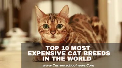 Самый дорогой кот в мире - 69 фото