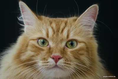 10 самых дорогих кошек | Forbes Life