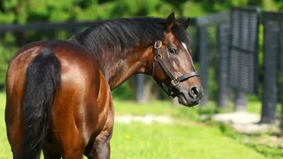 Арабский скакун, самый дорогой конь …» — создано в Шедевруме