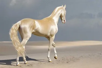 Самая дорогая лошадь в мире - 76 фото