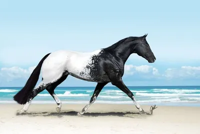 Топ 10 Самых Красивых Лошадей в Мире. Самые Красивые Породы Лошадей -  YouTube