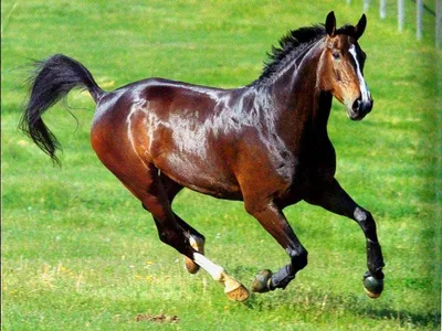 В Кыргызстане после игры кок-бору пал самый дорогой конь