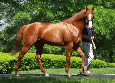 Самые дорогие лошади в мире – ZooPicture.ru