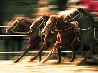 Фрэнкел — самая дорогая лошадь в мире! Скакуна оценили в 200 миллионов  долларов! Англичане называют таких лошадей «Thoroughbred» — что означает...  | By KVH Equisport | Facebook