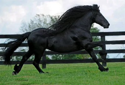 Самая дорогая лошадь Sandbrink Special Auction продана в Россию. Новость из  Maxima Equisport