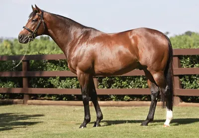 Самые дорогие лошади в мире: рейтинг с фотографиями, названием, описанием  породы и ценой