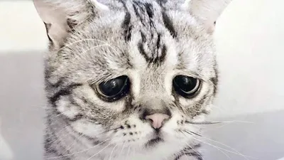 Самый грустный в мире кот\". | Пикабу