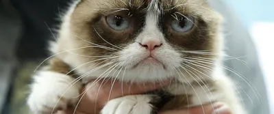 Самый грустный в мире кот покорил Instagram | Видео | Известия | 24.09.2017
