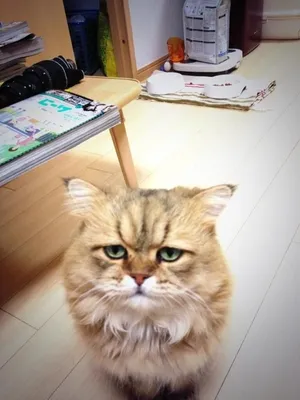 Самый грустный кот в мире стал счастливым - Новости на KP.UA