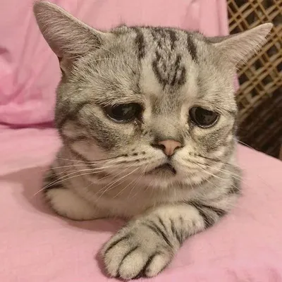 В Японии обнаружили самого грустного кота в мире | СмартПресс