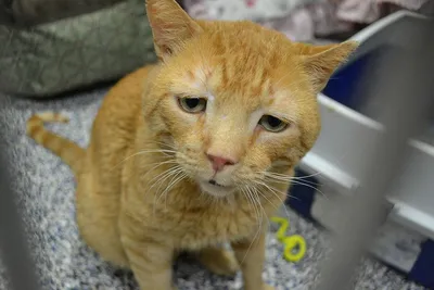 Московские новости on Instagram: \"🐈Обнаружен самый грустный в мире кот. Он  живет в Японии От каждого снимка 13-летнего Панчо веет обреченным  настроением. Хозяйка заверяет, что питомец содержится в хороших условиях и  не