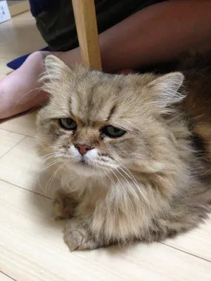Самый грустный в мире кот\". | Пикабу