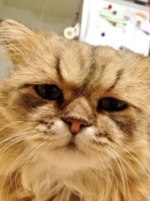 Этот кот не может быть настоящим!»: самый грустный кот найден в Китае. ФОТО