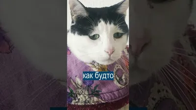самый грустный кот в мире｜Búsqueda de TikTok