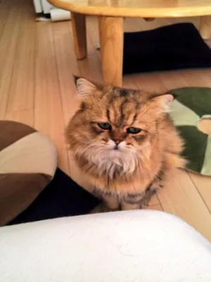 Psc - возможно, самый грустный в мире котенок :( - Tchk.lv
