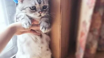 Как выглядит самый грустный котик в мире (фото) - Питомцы Mail.ru