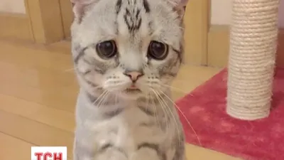 Самый грустный кот в мире фото фотографии