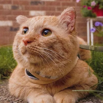 Самый грустный кот в мире» трогательно преобразился через год после  обретения дома - Рамблер/новости