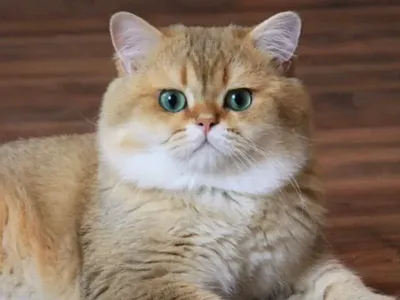 Найден \"самый красивый в мире\" кот - Korrespondent.net