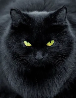 Эльбрус - особенный и уникальный в конкурсе \"Самый красивый кот-2018\"