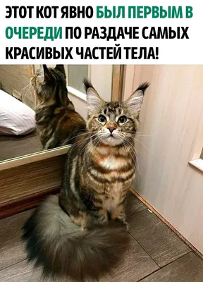 Любопытная Муха в конкурсе «Самый красивый кот Кубани»