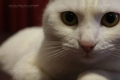 Самый красивый кот | Пикабу
