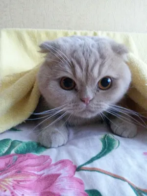 Самый красивый кот из Днепра ищет маму - новости Днепра