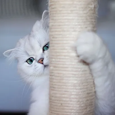 Симпатяшка Баби в конкурсе \"Самый красивый кот 2018\"