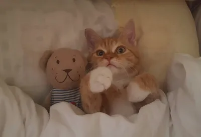 Стал известен победитель конкурса \"Самый красивый кот 2018\"