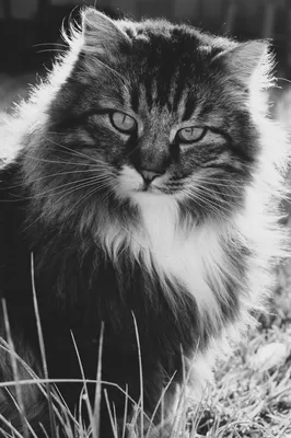 Ласковый Снежок в конкурсе «Самый красивый кот-2017»
