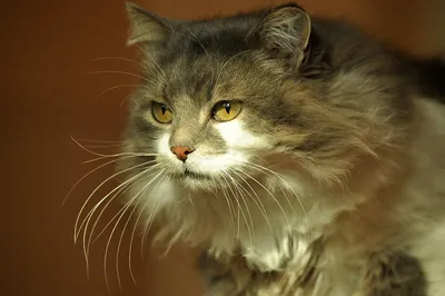 Мусильда в конкурсе «Самый красивый кот-2017»