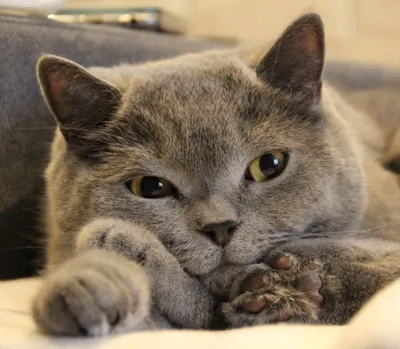 Котики - Самый лучший кот в мире | Facebook