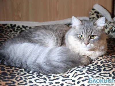 Коби - самый красивый кот в мире | ВКонтакте